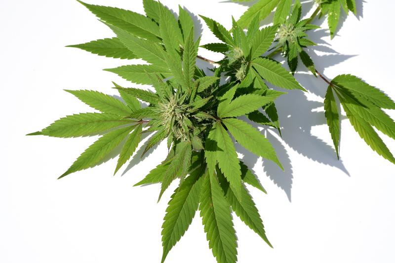 It’s Just Weed! And You Can’t Kill It!